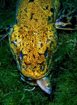The burbot.
