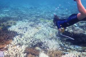 Coral bleaching at Heron Island. 