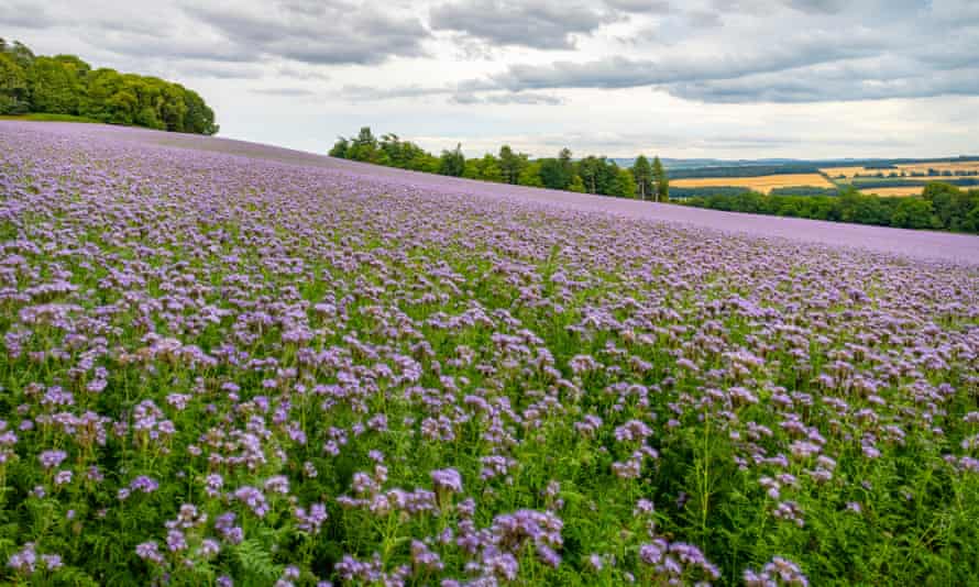 A field of purple phacelia flowers, with cornfields in the backgrounf