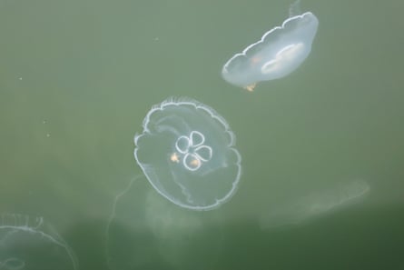 jellyfish swim