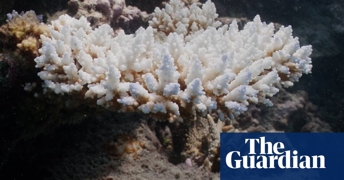 Great Barrier Reef authority confirms unprecedented sixth mass coral bleaching event