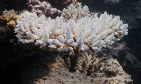 Underwater footage of bleached coral on the John Brewer Reef, from 1 February near Townsville. Australia’s Great Barrier Reef Marine Park Authority confirms the ocean icon has been hit with another mass coral bleaching event.
