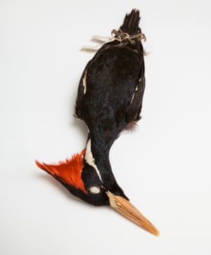 Ivory-billed woodpecker – extinct