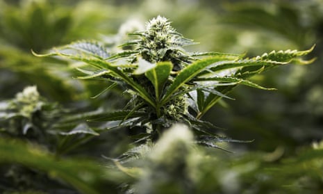 Canada is planning to legalise recreational marijuana use