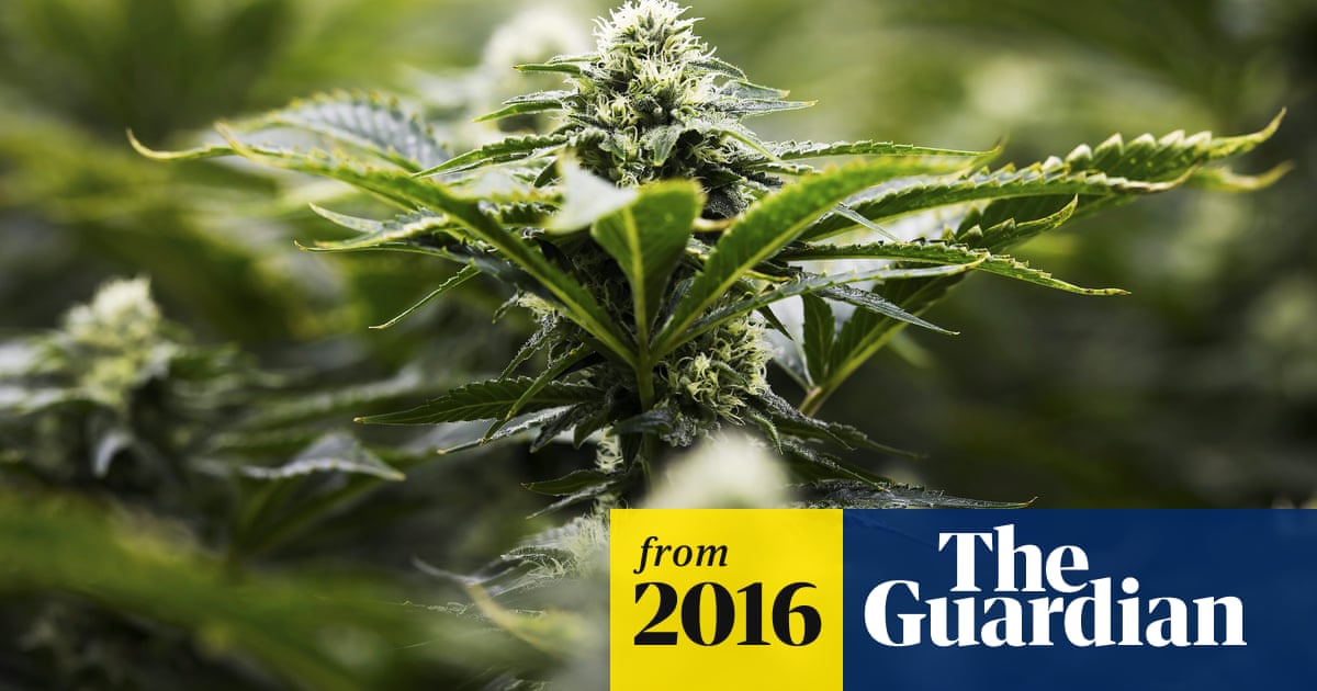 Why marijuana growers want champagne-like labels for their weed | Cannabis | The Guardian