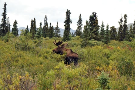 One dead moose can provide a year’s worth of meat.