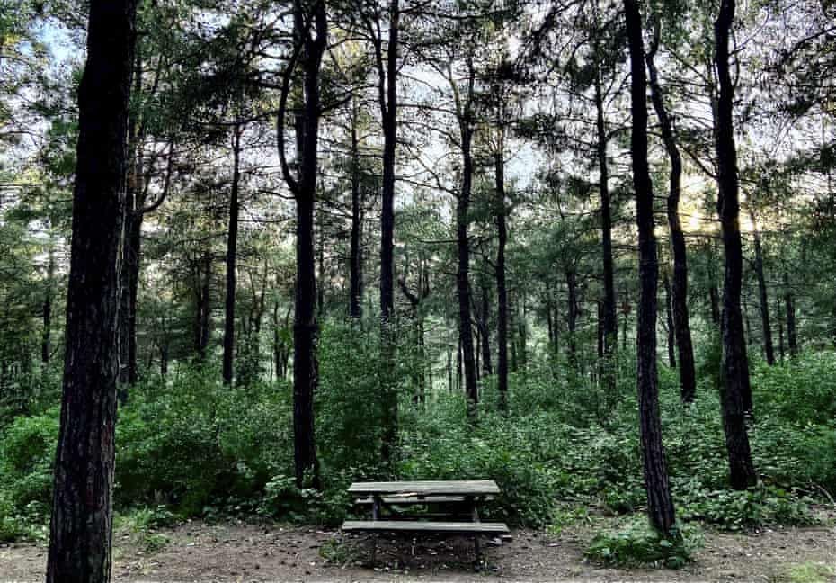 A bench in Basaksehir forest in Istanbul