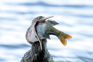 Meanwhile, an anhinga completely ignores the same a Lake Eola Park as it struggles to swallow a fish that may be too big for it. Anhingas are expert divers that spear fish underwater before flipping them to swallow headfirst