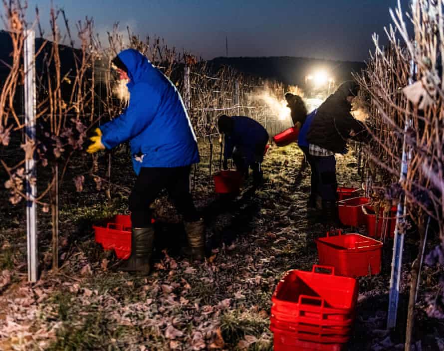 Grape harvesters bringing in the frozen grapes on the Petgen-Dahm wine estate.