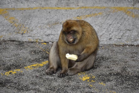 A macaque monkey with an ice-cream