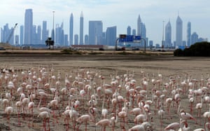 Pink flamingos on the mud flats at the Ras al-Khor wildlife sanctuary. Dubai’s only desert wetland occupies about 2.4 square miles on the banks of Dubai Creek and comprises of mudflats, lagoons, pools, and mangroves.