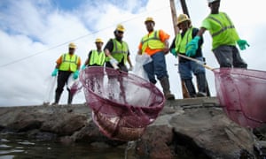 An environmental cleanup crew scoops a dead eel out of Keehi Lagoon in Honolulu, Hawaiiafter a massive molasses spill from a Matson cargo ship.