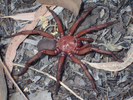 Large dark red spider on leaf litter ground