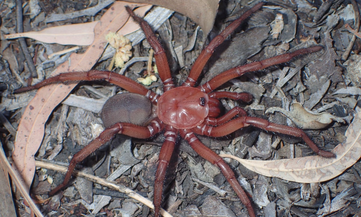 It's very big': new species of giant trapdoor spider discovered in  Queensland | Queensland | The Guardian