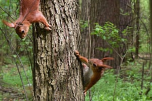 Esquilos subindo em um tronco de árvore na floresta Bilychi em Kiev, capital da Ucrânia.