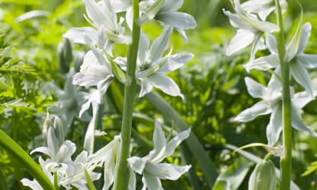 Drooping Star of Bethlehem (Ornithogalum nutans)
