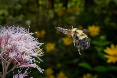 A bee preparing to land on a purple and white flower.