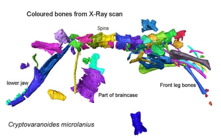 An illustration of the skeleton showing the spine, lower jaw and limbs