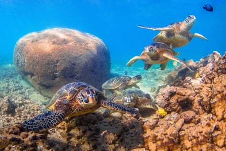 Four Hawaiian green sea turtles swimming underwater in a tropical sea