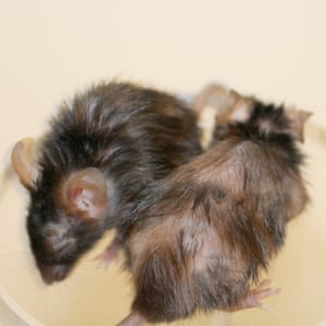This photograph shows two fast-ageing mice. The mouse on the left was treated with a FOXO4 peptide, which targets senescent cells and leads to hair regrowth in ten days. The mouse on the right was not treated with the peptide.