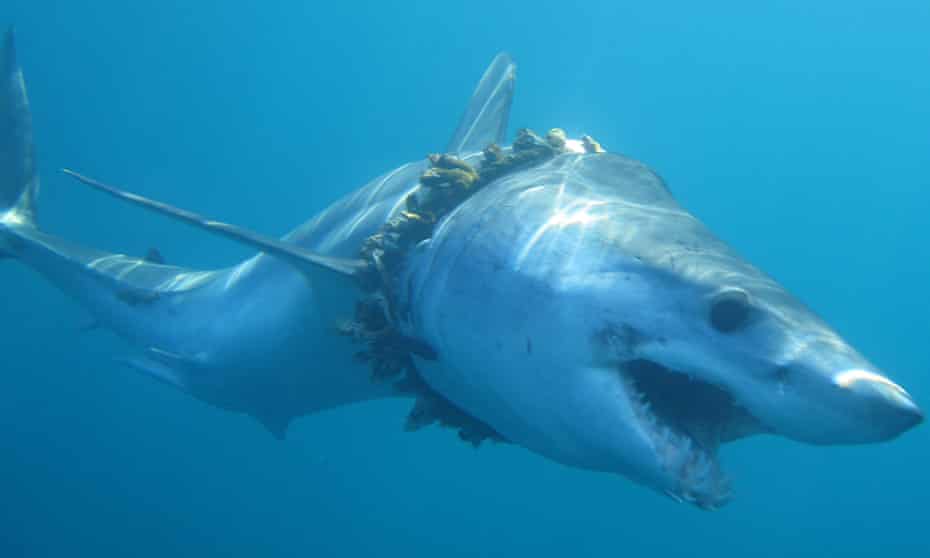 An adult shortfin mako shark entangled in fishing rope