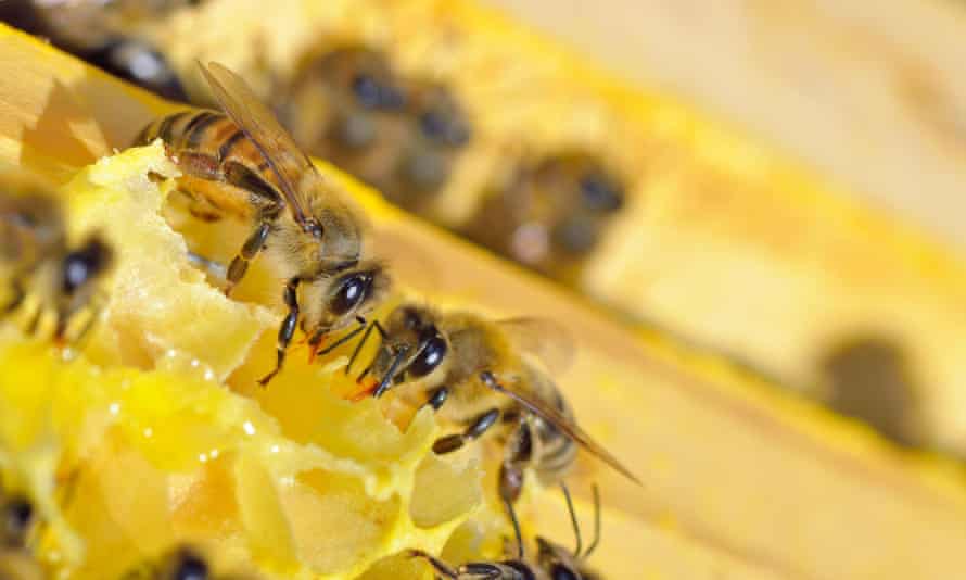 Bees execute the perfect geometry of comb-building by ‘divine guidance and command’, according to 18th-century naturalists.