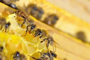 Close up of bees in a beehive on honeycomb