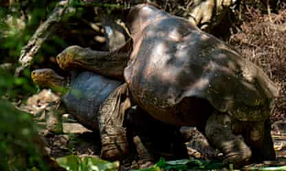 How Diego the horny tortoise saved his species