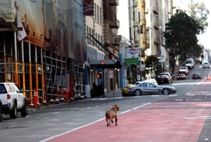 A dog cruises empty Geary Boulevard in San Francisco.