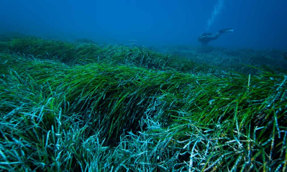 An underwater view of a Posidonia oceanica seagrass meadow in the Mediterranean sea that may help catch plastic pollution in the water.