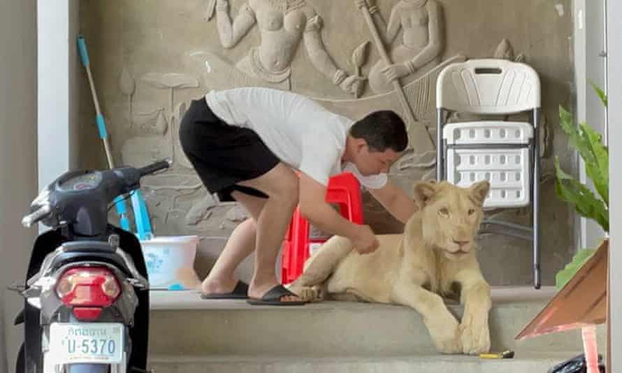 Cambodian authorities confiscate a lion pet in Phnom Penh after spotting him on TikTok.