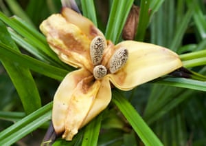 O gênero Freycinetia, com 140 espécies, é um grupo de alpinistas da família Pandanaceae, um dos 20 grupos mais diversos da Nova Guiné.