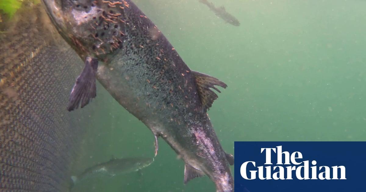 Scottish salmon industry challenged over move to drop ‘farmed’ from labels | Animal welfare