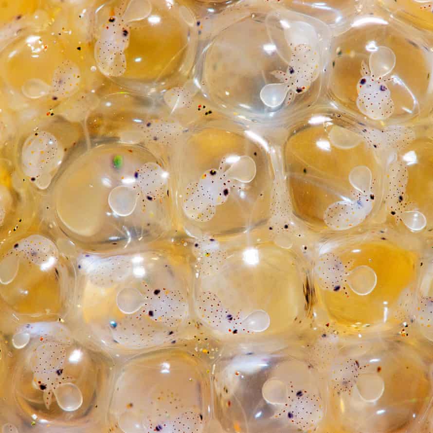 Bebeluși de calmar în interiorul unei mase de ouă.