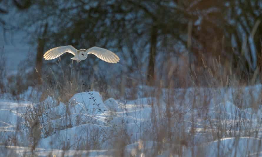 A barn owl in Reepham, Norfolk on 11 February 2021.