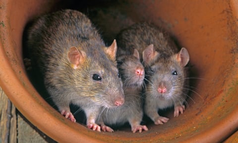 Three rats in a pot