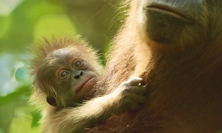 Going ape … Secret Lives of Orangutans.
