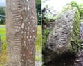 A collage of two pictures of ancient stones, carved with inscriptions using the Ogham alphabet.