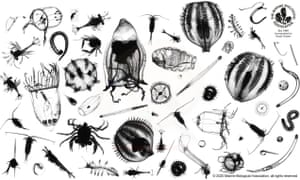 Microscopic plankton