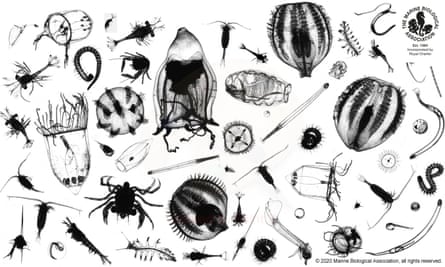 Microscopic plankton