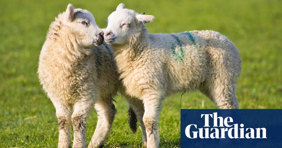 Farmer Sutra! Are gay rams really a problem in the sheep industry? |  Farming | The Guardian