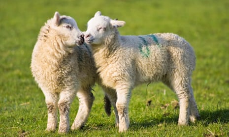 Spring lambs "kissing" on a farm near Frosterley in Weardale, County Durham
