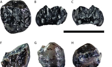 Black fossilised teeth