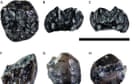 Smallest known great ape, which lived 11m years ago, found in Germany