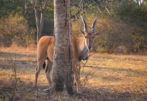 Um eland espreita por trás de uma árvore – sua extremidade traseira é visível no lado oposto do tronco da árvore