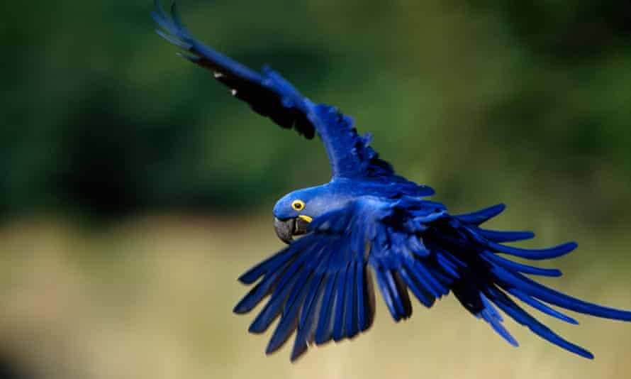 No Pantanal, há várias espécies em extinção, incluindo a arara-azul-grande.