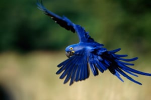 Pantanal, Brazil. A hyacinth macaw in flight.