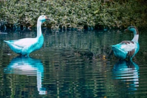 Two ducks stained with blue paint at Tulip Lake in the Botanical Garden in Jundiai, Brazil. The lake and the animals at the Botanical Garden have been painted electric blue after a truck carrying five tanks of 1,000 liters of dye each crashed and spilled all its contents
