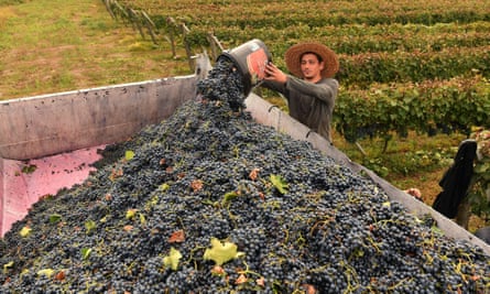A man empties a bucket full of grapes into a large vat, with a vineyard pictured in the background