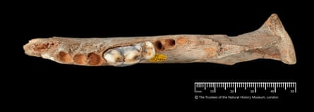 jawbone found in Somerset, next to a ruler